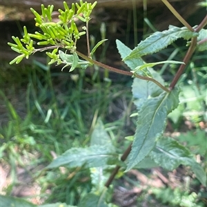 Senecio minimus at Harolds Cross, NSW - Yesterday by JaneR