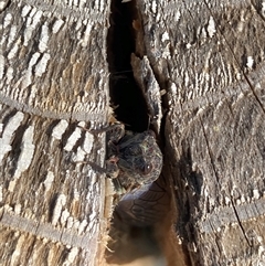 Yoyetta australicta (Southern Ticking Ambertail) at Theodore, ACT - Yesterday by Cardy