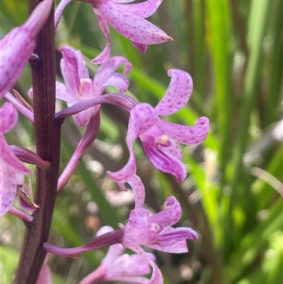 Dipodium roseum (Rosy Hyacinth Orchid) at Harolds Cross, NSW - Yesterday by JaneR