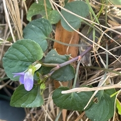 Viola odorata at Harolds Cross, NSW - 3 Dec 2025 by JaneR