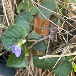 Viola odorata at Harolds Cross, NSW - Yesterday by JaneR