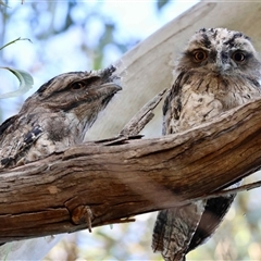 Podargus strigoides (Tawny Frogmouth) at Hughes, ACT - 2 Dec 2025 by LisaH