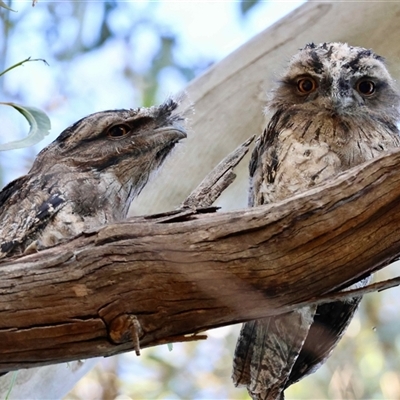 Podargus strigoides (Tawny Frogmouth) at Hughes, ACT - 2 Dec 2025 by LisaH