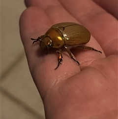 Anoplognathus sp. (genus) at Hawker, ACT - 3 Dec 2025 by Manta