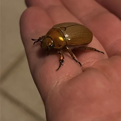 Anoplognathus sp. (genus) at Hawker, ACT - 3 Dec 2025 by Manta