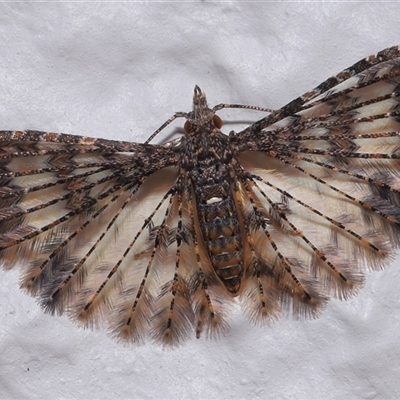 Alucita phricodes (A Many-plumed Moth) at Acton, ACT - Yesterday by TimL