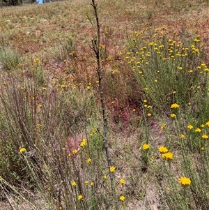Exocarpos cupressiformis (Cherry Ballart) at Watson, ACT - Yesterday by waltraud
