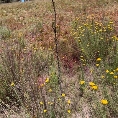 Exocarpos cupressiformis (Cherry Ballart) at Watson, ACT - 3 Dec 2025 by waltraud