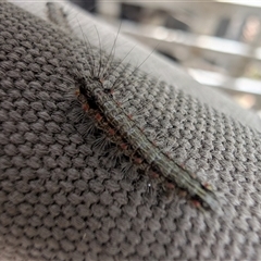 Anestia (genus) (A tiger moth) by TanyaB