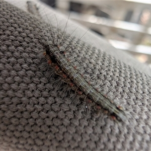 Lepidoptera unclassified IMMATURE by TanyaB