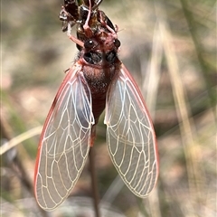 Yoyetta sp. (genus) (Firetail or Ambertail Cicada) at Acton, ACT - 3 Dec 2025 by RWPurdie
