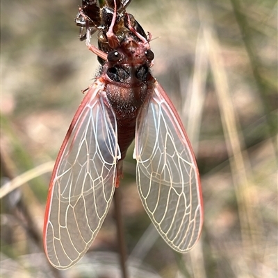 Yoyetta sp. (genus) (Firetail or Ambertail Cicada) at Acton, ACT - 3 Dec 2025 by RWPurdie