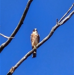 Falco longipennis (Australian Hobby) at Whitlam, ACT - 4 Dec 2025 by Wolfdogg