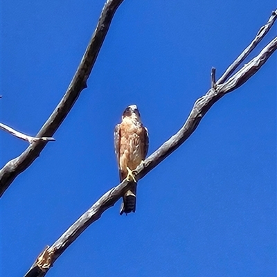 Falco longipennis (Australian Hobby) at Whitlam, ACT - 4 Dec 2025 by Wolfdogg