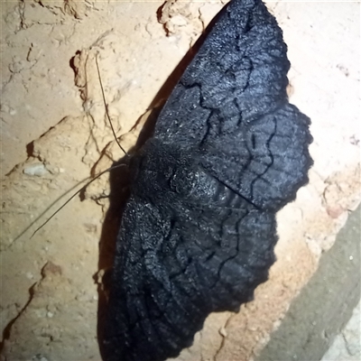 Melanodes anthracitaria (Black Geometrid) at Latham, ACT - 15 Oct 2025 by rjwhite