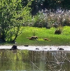 Vulpes vulpes (Red Fox) at Kingston, ACT - Yesterday by Tawny4