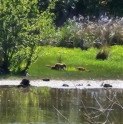 Vulpes vulpes (Red Fox) at Kingston, ACT - Yesterday by Tawny4