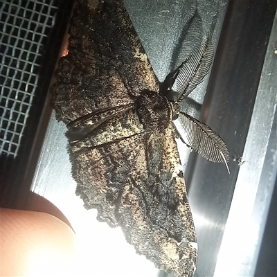 Pholodes sinistraria (Sinister or Frilled Bark Moth) at Latham, ACT - 26 Sep 2025 by rjwhite