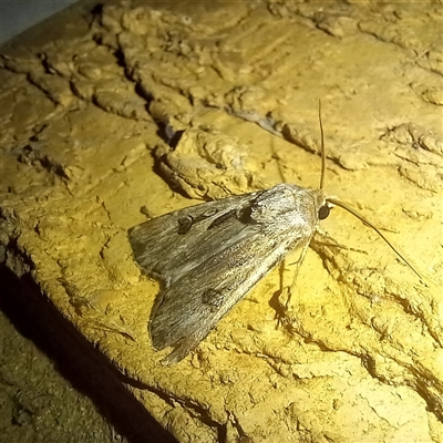 Agrotis munda (Brown Cutworm) at Latham, ACT - 26 Sep 2025 by rjwhite