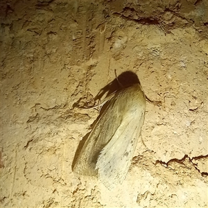 Helicoverpa (genus) (A bollworm) at Latham, ACT - 26 Sep 2025 by rjwhite