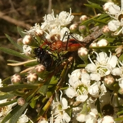 Gminatus australis (Orange assassin bug) at Queanbeyan West, NSW - Today by Paul4K
