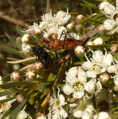Gminatus australis (Orange assassin bug) at Queanbeyan West, NSW - Today by Paul4K