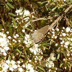 Zizina otis (Common Grass-Blue) at Queanbeyan West, NSW - Today by Paul4K