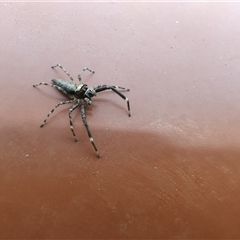 Helpis minitabunda (Threatening jumping spider) at Greenleigh, NSW - 4 Dec 2025 by LyndalT