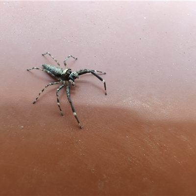 Helpis minitabunda (Threatening jumping spider) at Greenleigh, NSW - 4 Dec 2025 by LyndalT