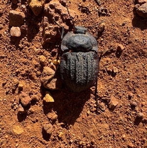 Unverified Beetle (Coleoptera) at Watson, ACT - Yesterday by Louisab
