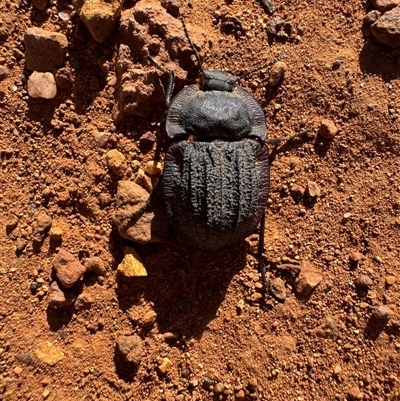 Unverified Beetle (Coleoptera) at Watson, ACT - Yesterday by Louisab