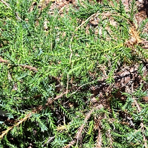 Unverified Other Shrub at Hackett, ACT - Today by abread111