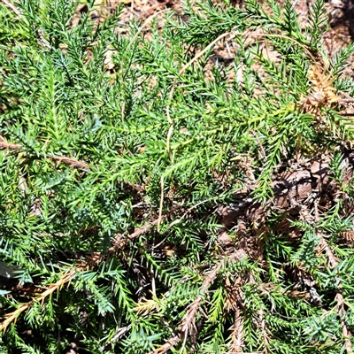 Unverified Other Shrub at Hackett, ACT - Today by abread111