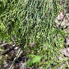 Exocarpos cupressiformis (Cherry Ballart) at Hackett, ACT - Today by abread111