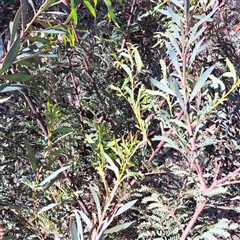 Acacia rubida (Red-stemmed Wattle, Red-leaved Wattle) at Hackett, ACT - 4 Dec 2025 by abread111