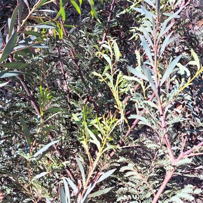 Acacia rubida (Red-stemmed Wattle, Red-leaved Wattle) at Hackett, ACT - 4 Dec 2025 by abread111