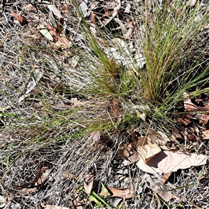 Nassella trichotoma (Serrated Tussock) at Hackett, ACT - Today by abread111