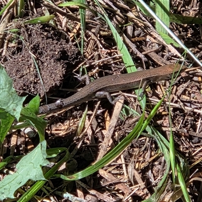 Lampropholis delicata (Delicate Skink) at Goulburn, NSW - Yesterday by glbn1