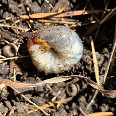 Unverified Scarab beetle (Scarabaeidae) at Goulburn, NSW - 3 Dec 2025 by glbn1