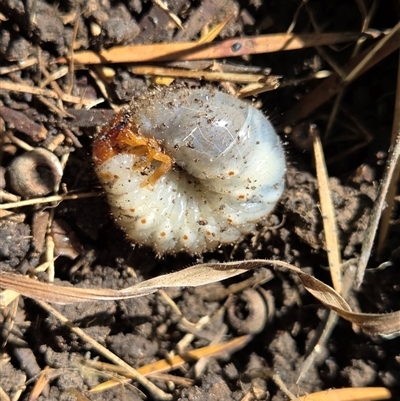 Unverified Scarab beetle (Scarabaeidae) at Goulburn, NSW - 3 Dec 2025 by glbn1