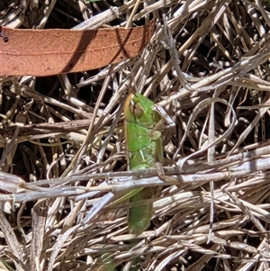 Unverified Grasshopper (several families) at Goulburn, NSW - Yesterday by glbn1