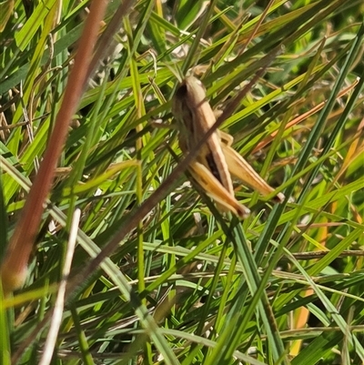 Praxibulus sp. (genus) (A grasshopper) at Goulburn, NSW - 3 Dec 2025 by glbn1