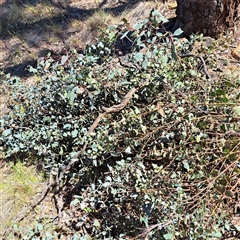 Eucalyptus bridgesiana at Hackett, ACT - 4 Dec 2025 by abread111