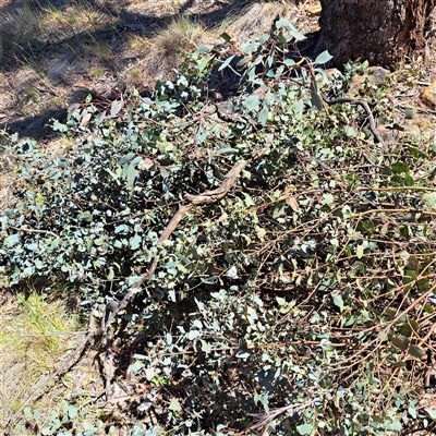 Eucalyptus bridgesiana at Hackett, ACT - 4 Dec 2025 by abread111