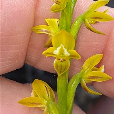 Prasophyllum flavum (Yellow Leek Orchid) at  - suppressed by glbn1