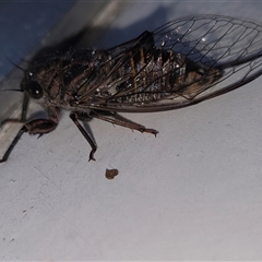 Pauropsalta mneme (Alarm Clock Squawker) at Goulburn, NSW - 30 Nov 2025 by glbn1
