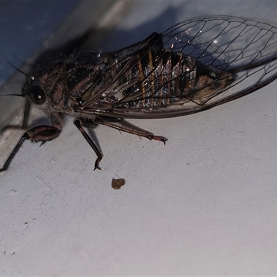 Pauropsalta mneme (Alarm Clock Squawker) at Goulburn, NSW - 30 Nov 2025 by glbn1