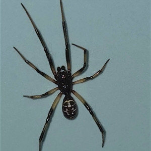 Unverified Spider at Goulburn, NSW - 1 Dec 2025 by glbn1