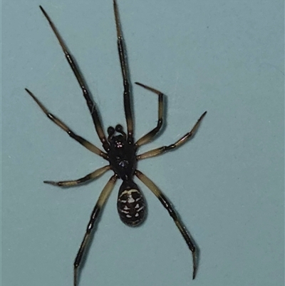 Unverified Spider at Goulburn, NSW - 1 Dec 2025 by glbn1