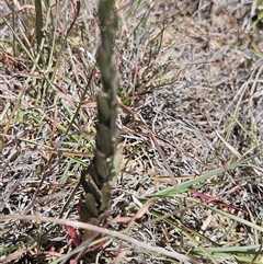 Epilobium billardiereanum subsp. cinereum (Hairy Willow Herb) at Burra, NSW - 4 Dec 2025 by BrianSummers